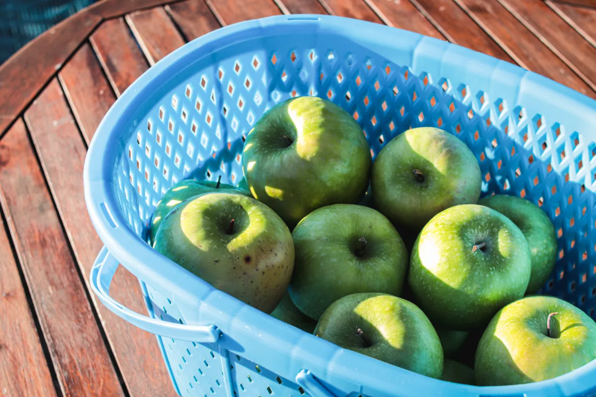 マルカメ果樹園 ｜ 長野県りんご狩り