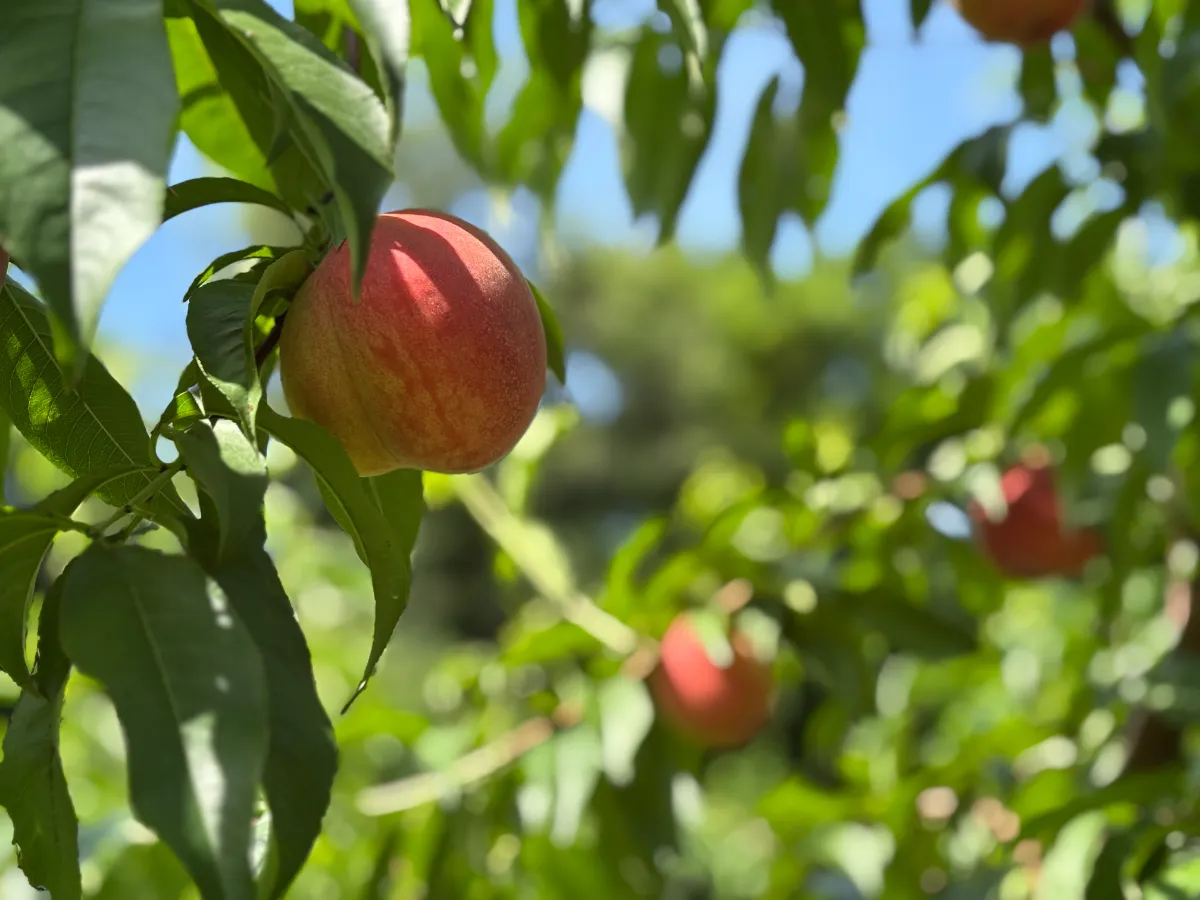 8月に食べられる桃ってどんな種類がある？桃の特徴や夏に桃を食べる