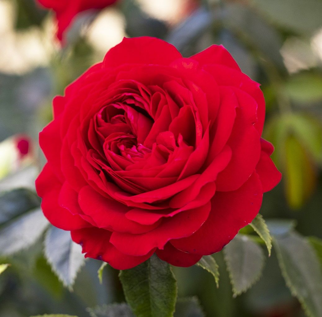 bear、Tです！情熱的で印象的な赤の薔薇モチーフのラテンセットアップ s-1038x1020_v-fs_webp_b5185ffb