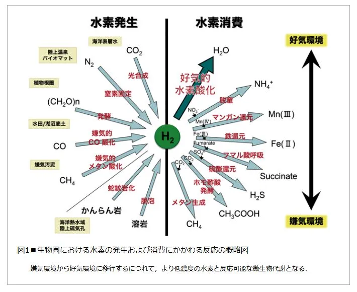 水素酸化細菌で実現するCO₂削減：最新の脱炭素技術とは