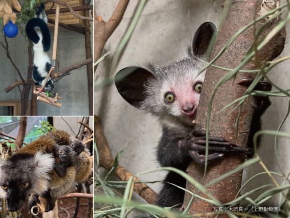 CHIBA-ZOOTUBEプロジェクト④】千葉市動物公園の動物福祉向上の