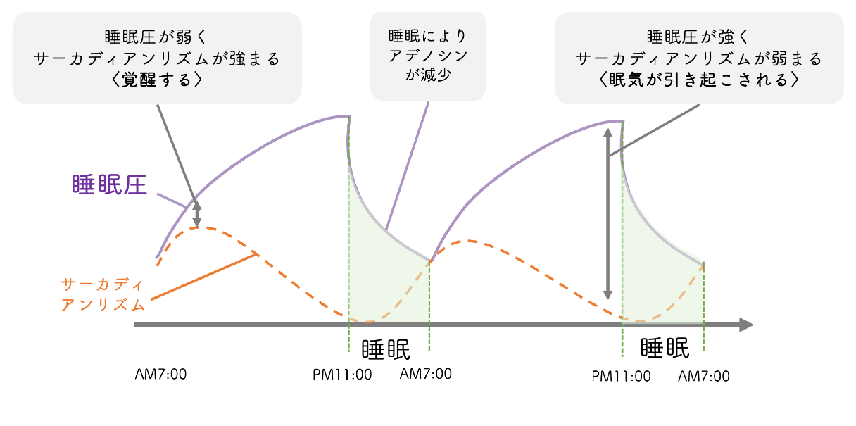 なぜ睡眠が必要？ねむりの仕組み ｜睡眠改善で従業員のメンタル