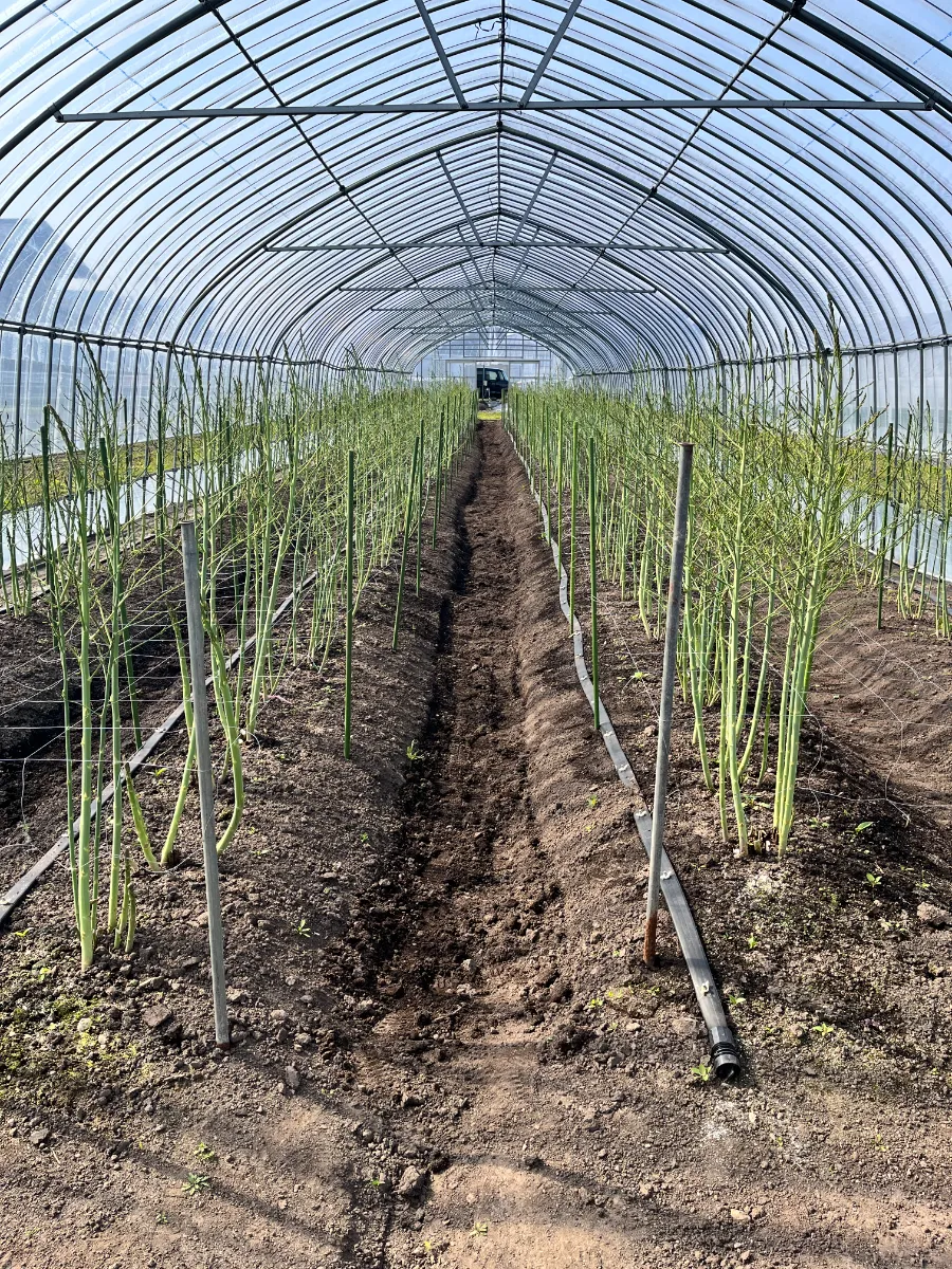 アスパラファーム黒石 公式サイト｜青森県黒石のアスパラガス農家