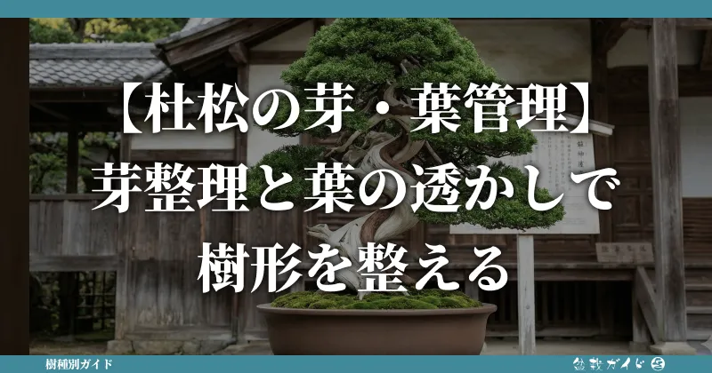 杜松の芽・葉管理】芽整理と葉の透かしで樹形を整える｜盆栽ガイド