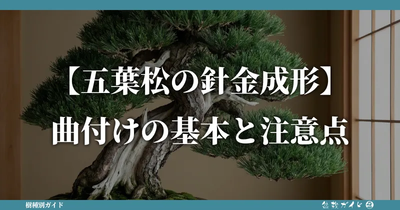 五葉松の盆栽 曲がった幹（かなり大きいサイズ） 盆栽 松 五葉松 希少 樹齢15年 完成された樹形美 富士山をイメージした