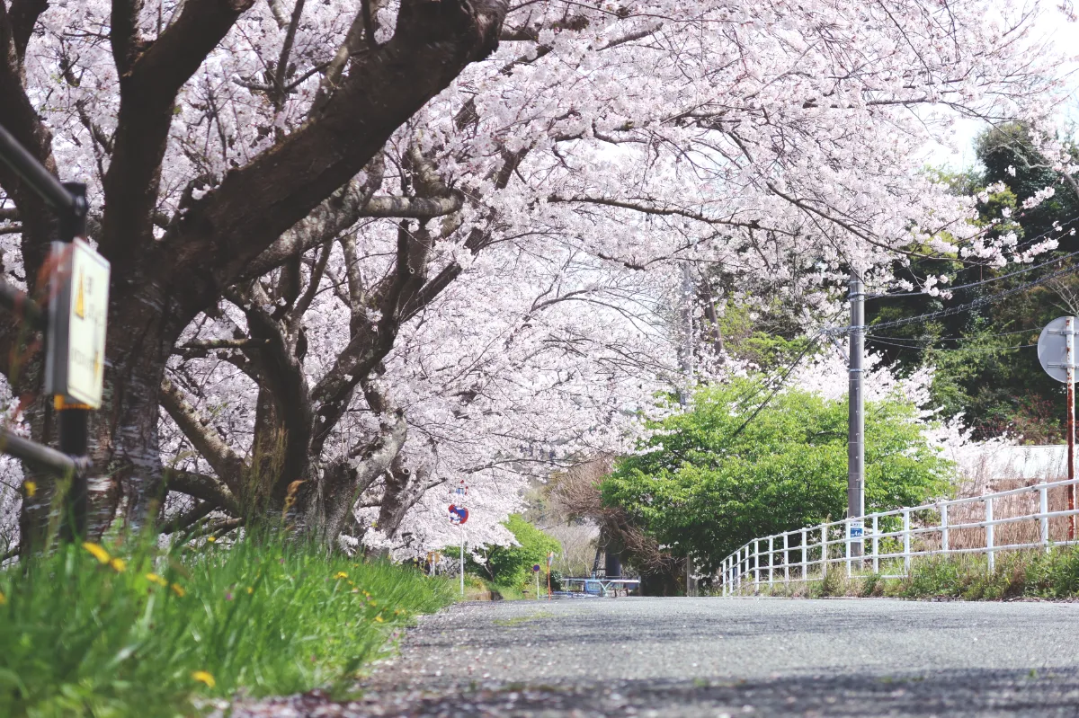 値下げしました、シティーサイクル、引き取り限定伊豆下田多戸々浜近くです。 Journalcourse-vol1