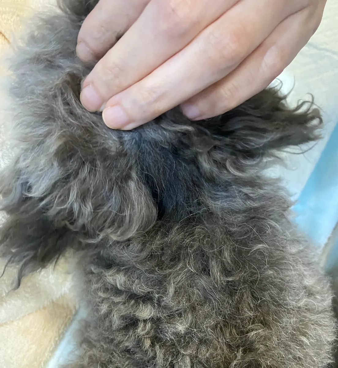 犬と猫の細菌・真菌感染症診療 犬と猫の細菌・真菌感染症診療 株式会社 緑書房
