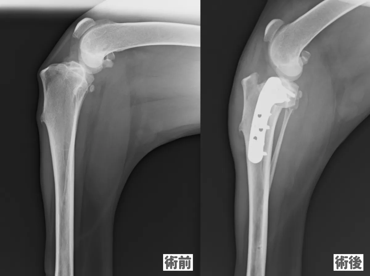 裁断済み　犬の前十字靭帯学 前十字靭帯断裂｜藤沢市辻堂の辻堂犬猫病院 | 神奈川県藤沢市