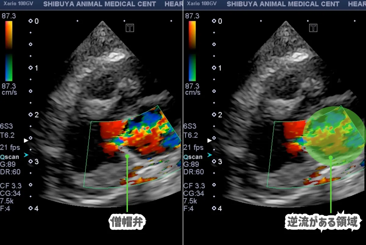 フェレットの呼吸が早い？心臓病かも！ | SAMCの症例紹介 | 渋谷駅1分・夜間診療の動物病院 | 渋谷動物医療センター