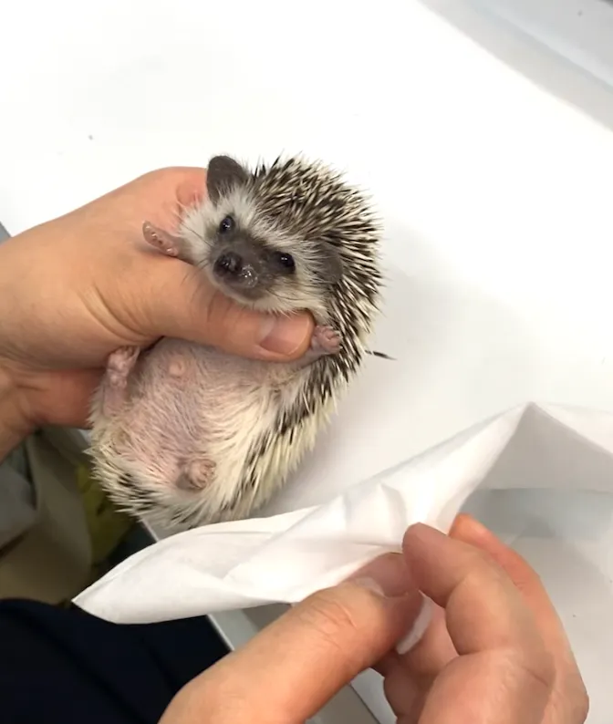 ハリネズミのくしゃみ | SAMCの症例紹介 | 渋谷駅1分・夜間診療の動物