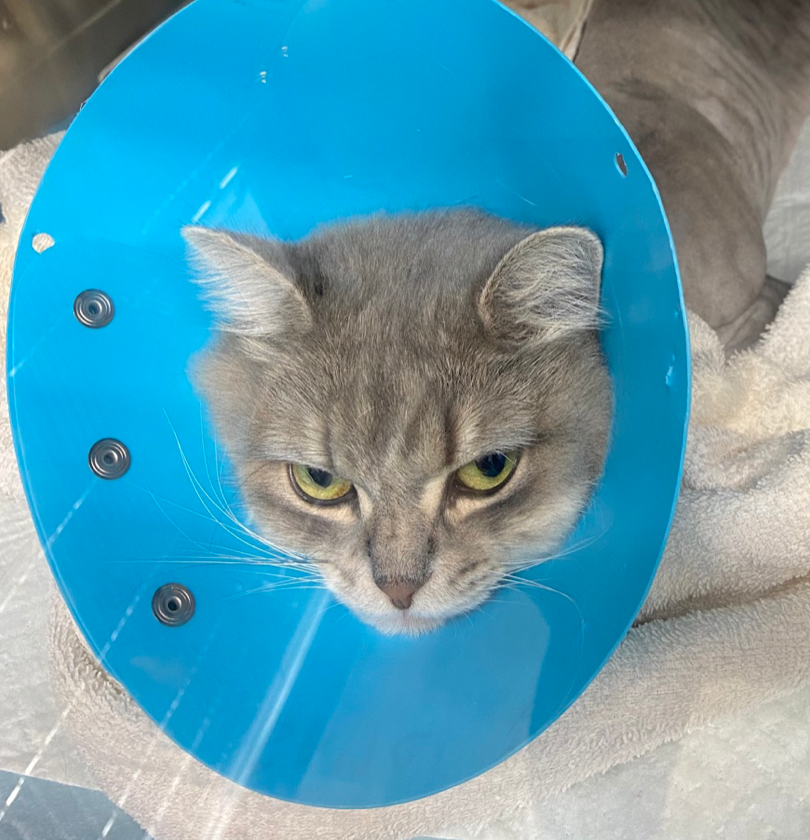 特発性高カルシウム血症 猫