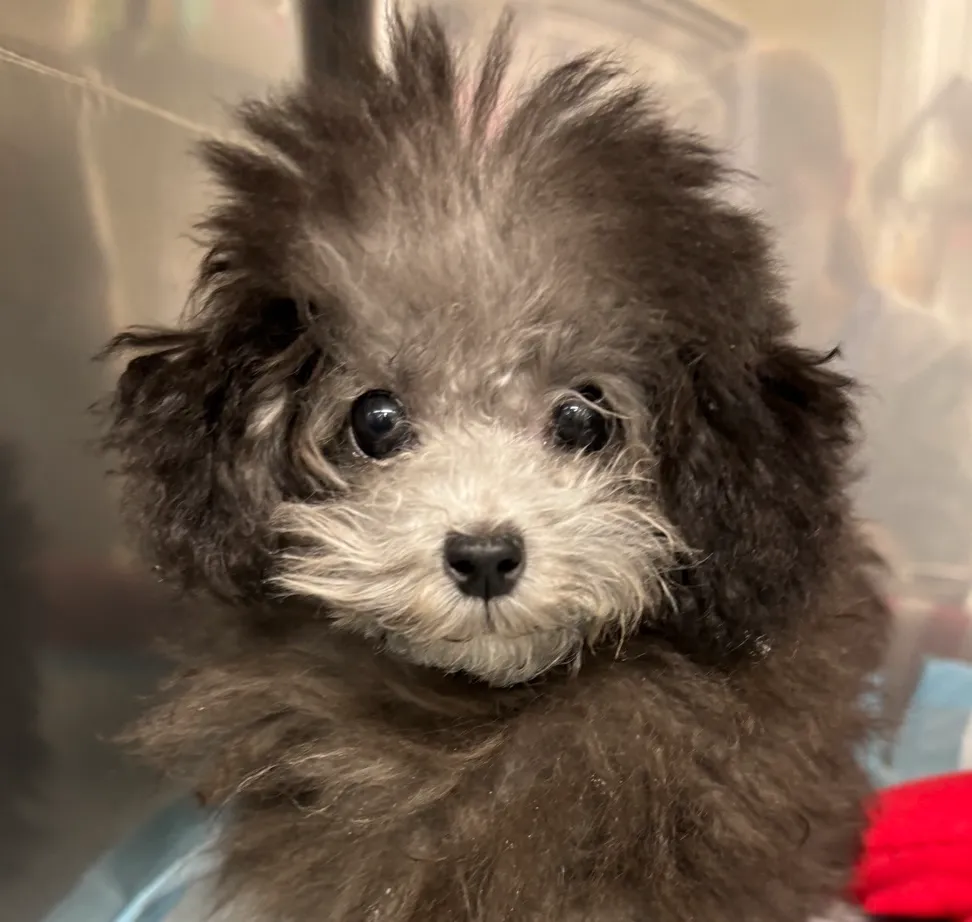 犬と猫の細菌・真菌感染症診療 犬と猫の細菌・真菌感染症診療 株式会社 緑書房
