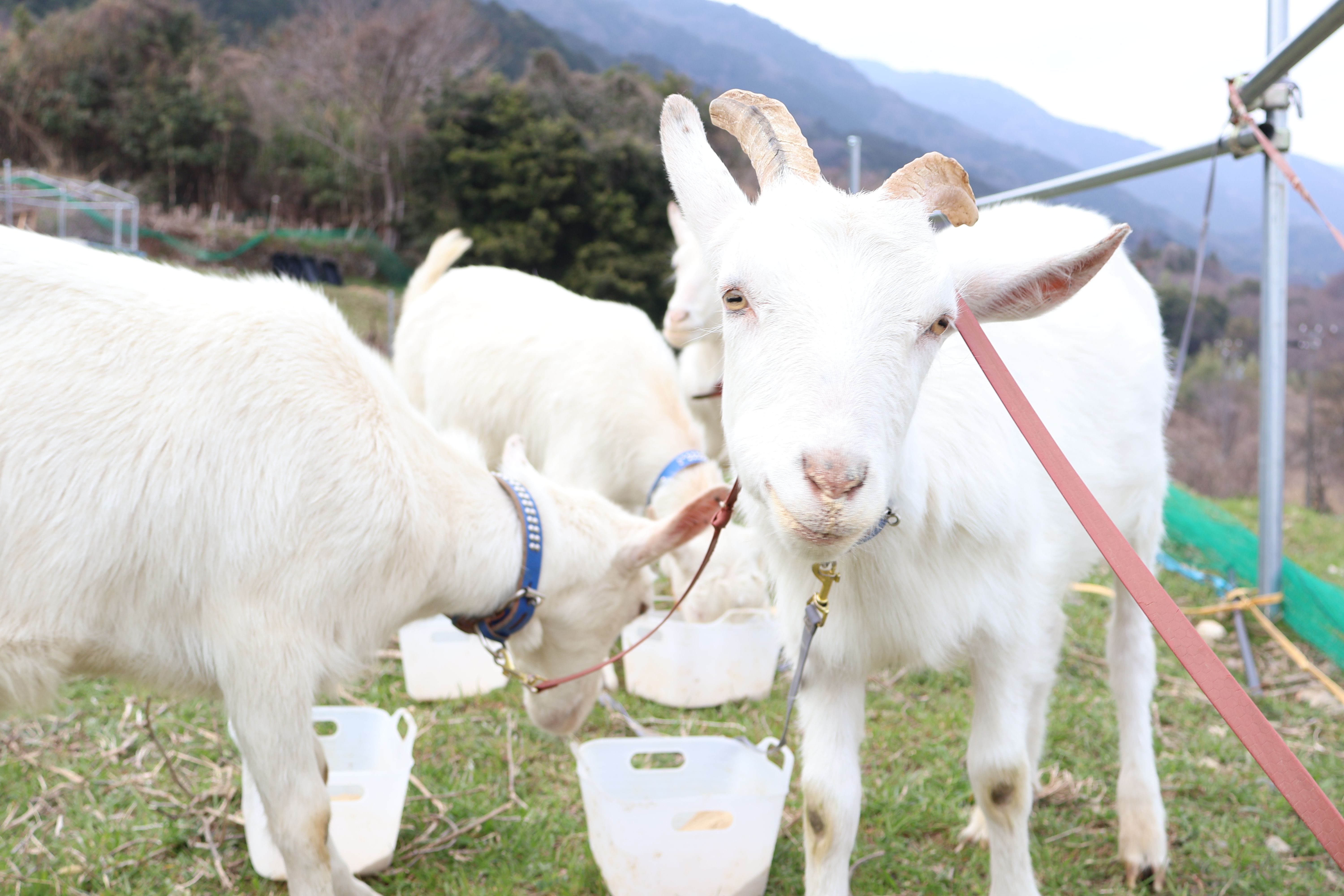 やぎさん専用ページ s-6000x4000_v-