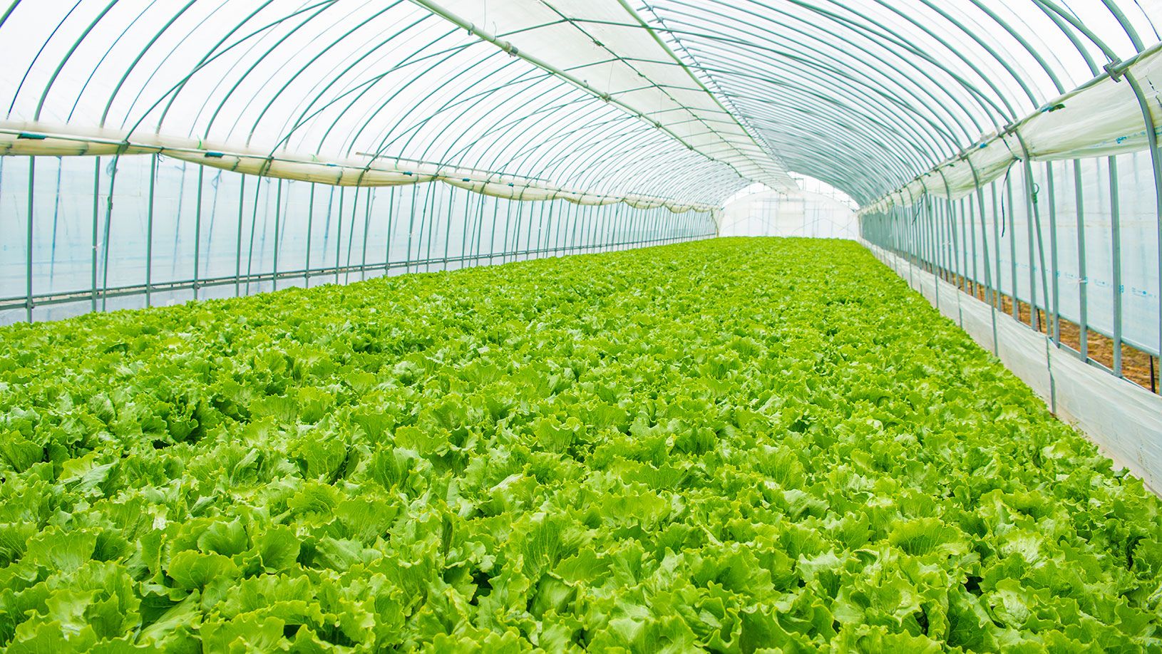 藤井ファーム 北海道むかわ町