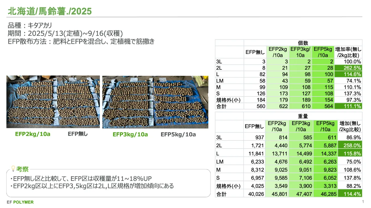 ホリダ × パープソラム　選抜 沖縄県 栽培試験 レタス ｜ test-japan-lettuce ｜実証実験｜EF