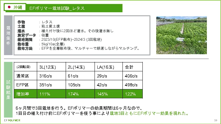 沖縄県 栽培試験 レタス ｜ test-japan-lettuce ｜実証実験｜EF