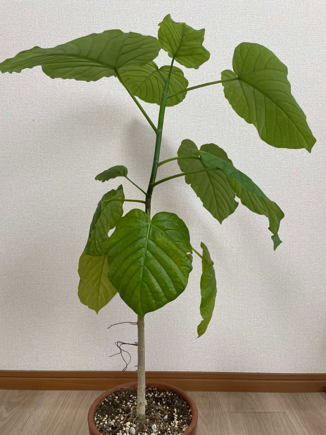 まだまだいくぜ！「途中」プロジェクト～！ | Huuuu