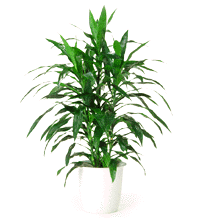 エコプラント 空気浄化能力の高い植物26選
