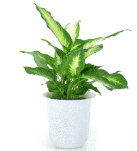 エコプラント ディフェンバキア カミーラ