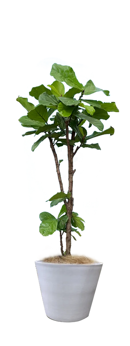 カシワバゴムノキ | オフィス緑化に最適な観葉植物