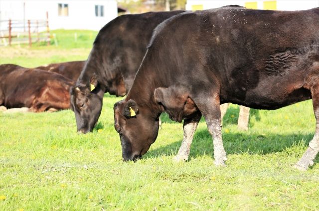 黒毛和牛の画像
