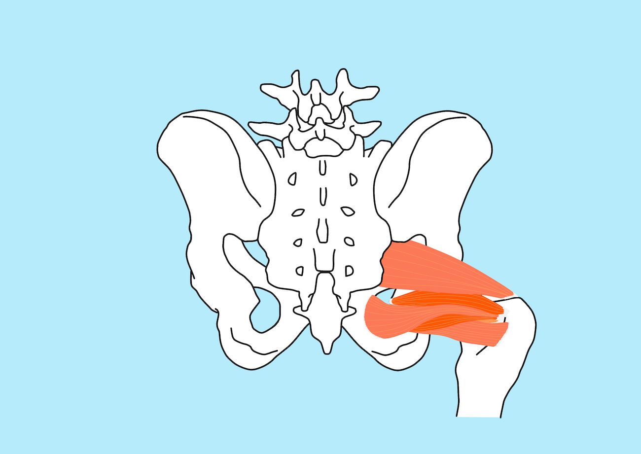 深層外旋六筋（しんそうがいせんろっきん） の起始と停止・作用と神経