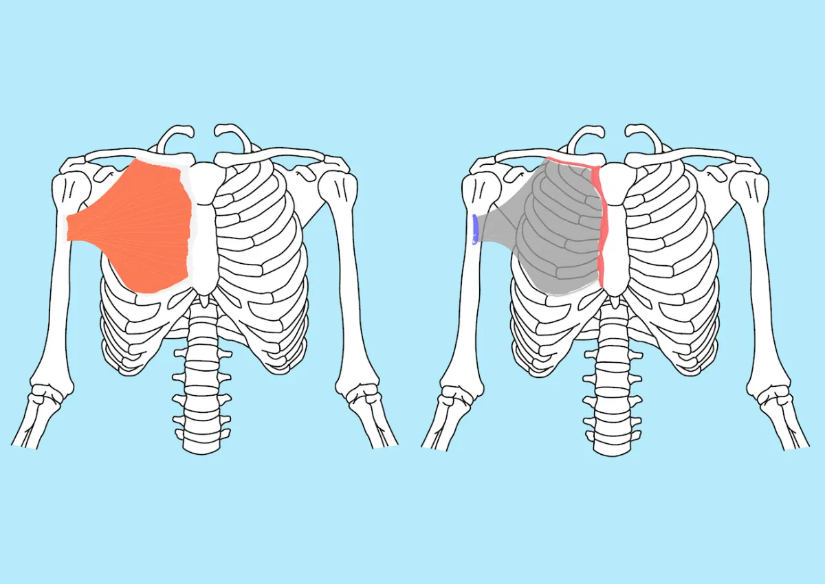 人体解剖学 胸部　2冊セット　川原群大 人体解剖学 胸部 2冊セット 川原群大 上腕二頭筋】の基礎