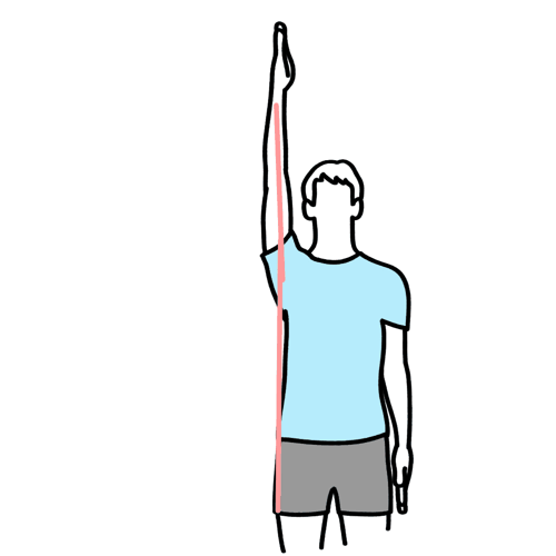 大胸筋（だいきょうきん） の起始と停止・作用と神経支配｜機能解剖