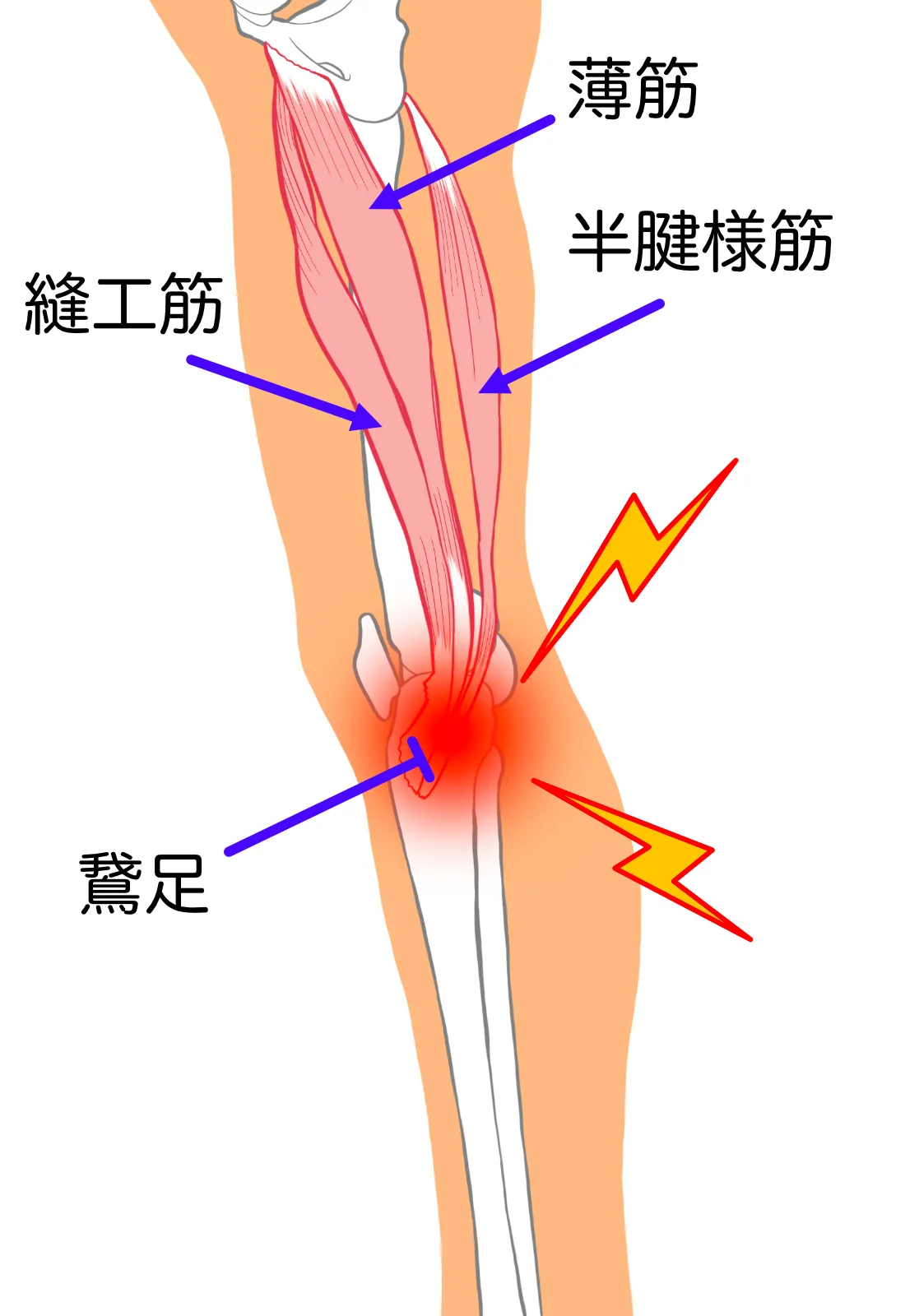 コラム｜シンセルクリニック - ひざ・肩・股関節に特化した再生医療専門クリニック