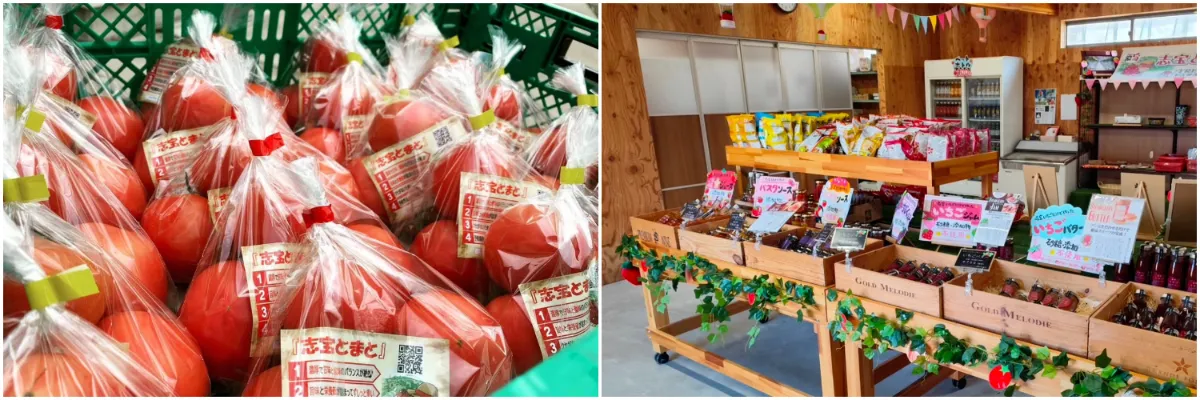 宝達志水町『トレジャーふぁーむ』で開催中！今年も《いちご狩り