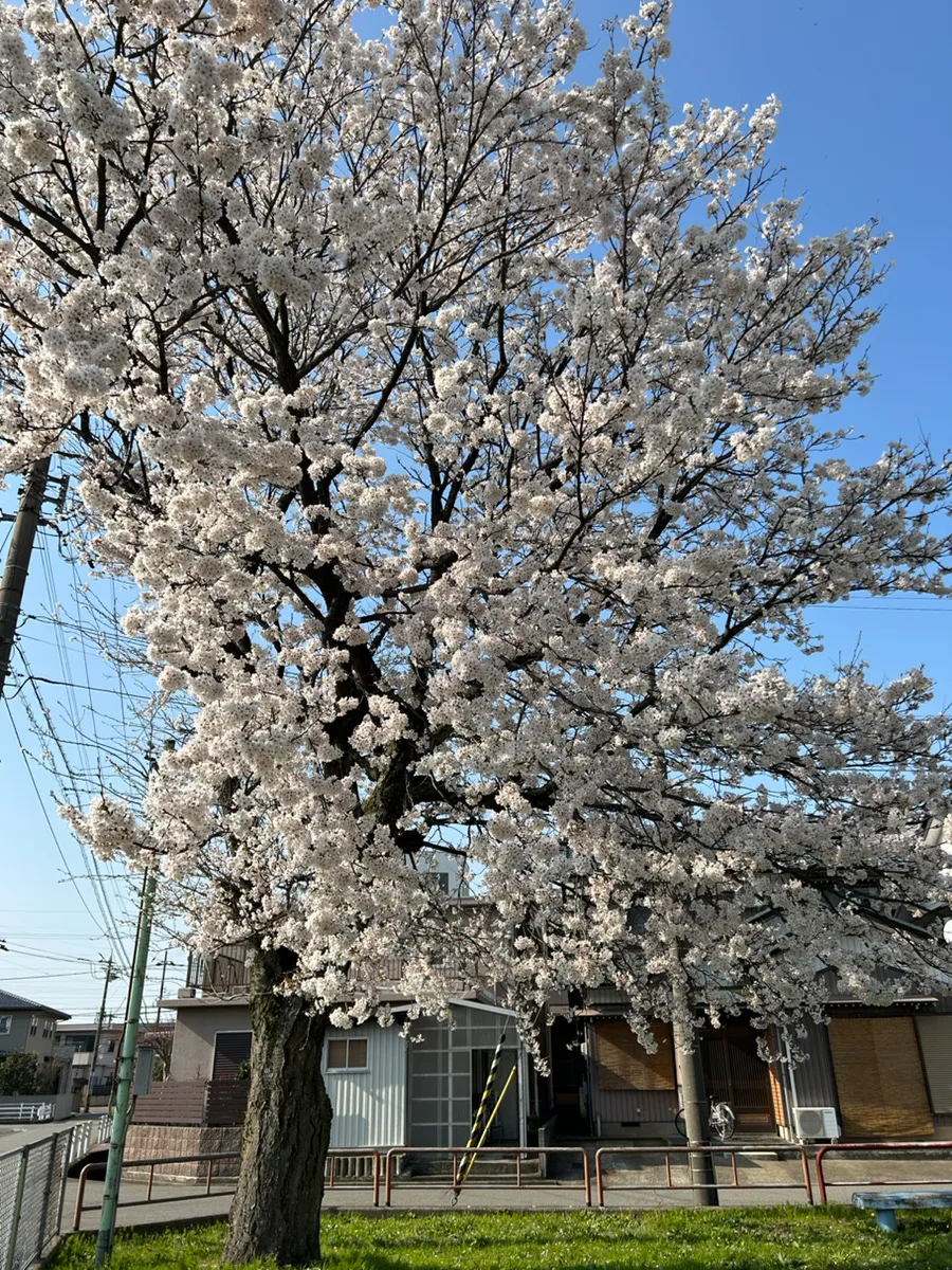 桜の季節となりました