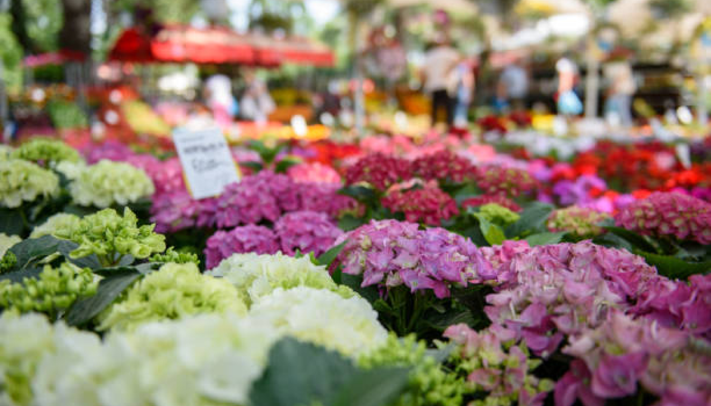 マルジェラ香水「フラワー マーケット」を愛用する芸能人