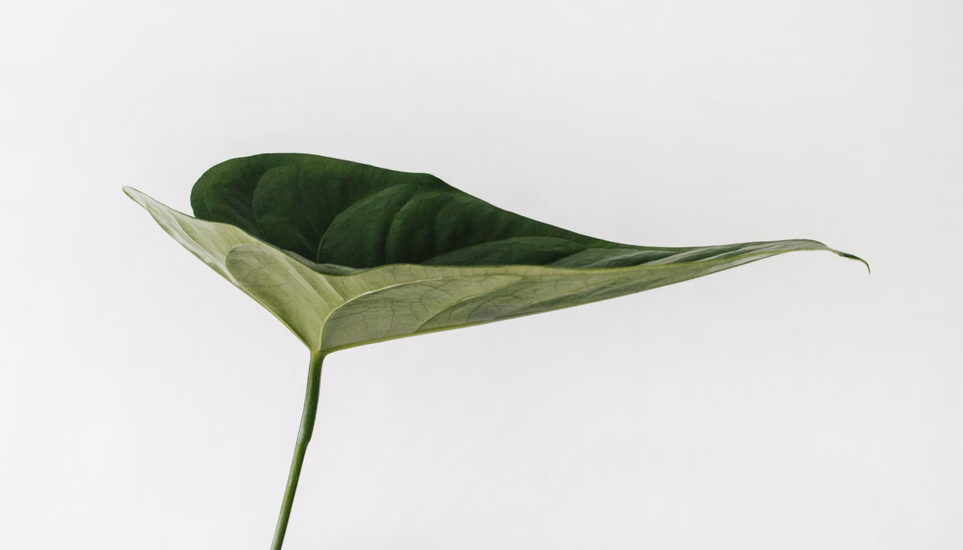 植物由来の原料にこだわりたい人