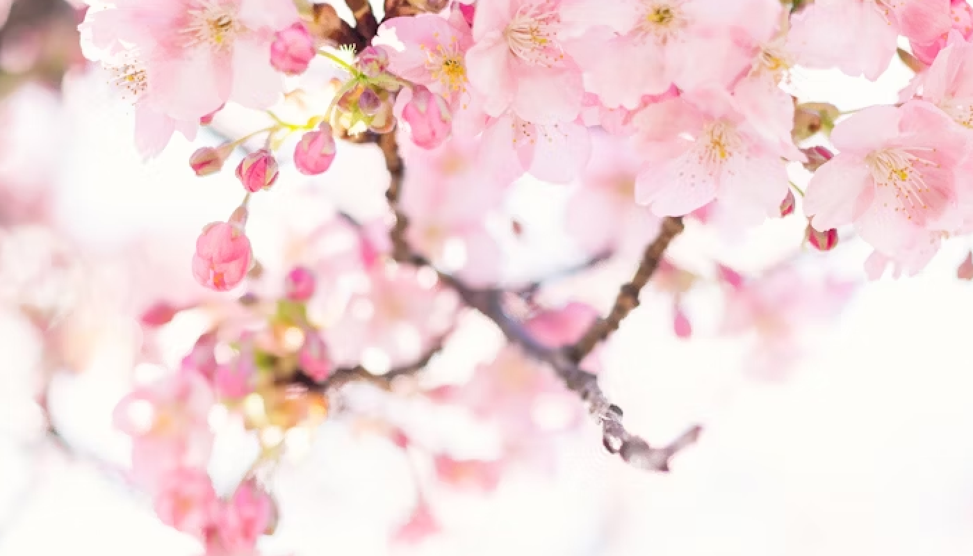 219回の試作を重ねて生み出されたこだわりの桜の香り