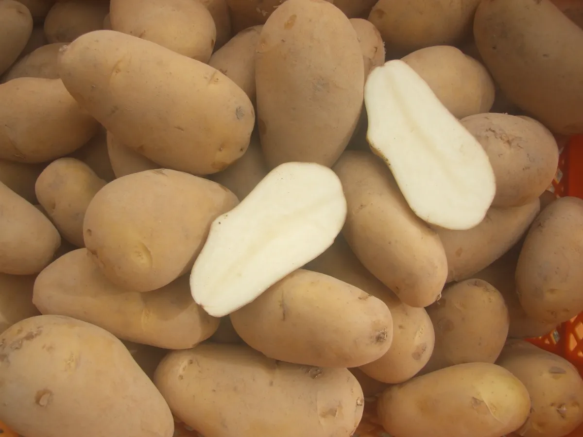 雲仙を味わう 大地の恵み「ジャガイモ」