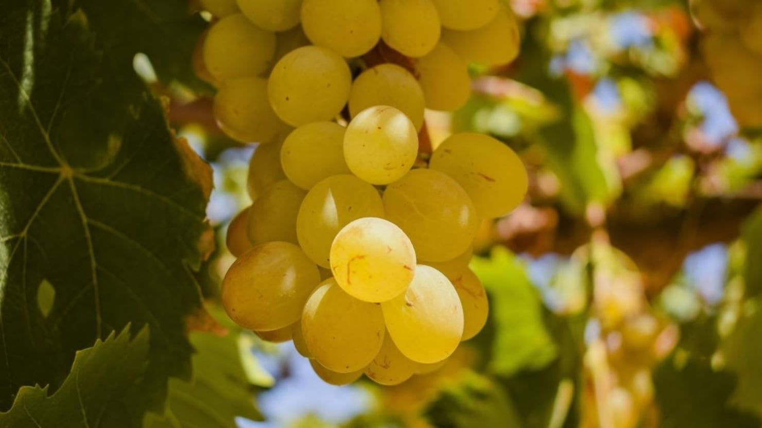 蒸溜酒の「ピスコ」はどんなお酒?おすすめの飲み方や代表的な 蒸溜酒の「ピスコ」はどんなお酒?おすすめの飲み方や代表的な