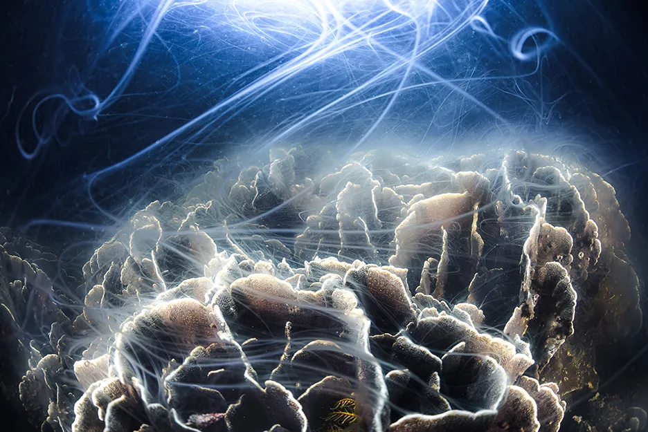 第26回（2024年度）三木淳賞 齋藤 利奈「The Circle of Life ～海に