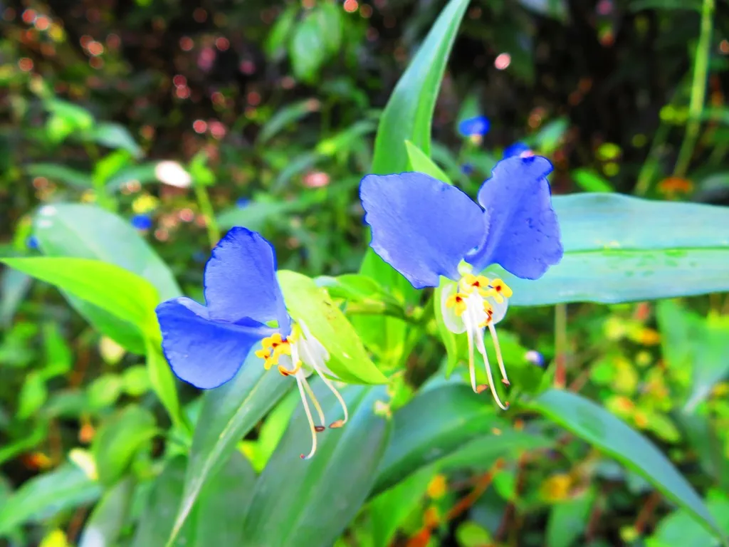 ツユクサ（露草）彼岸花（ヒガンバナ、曼珠沙華） ｜紀伊路屋長谷農園