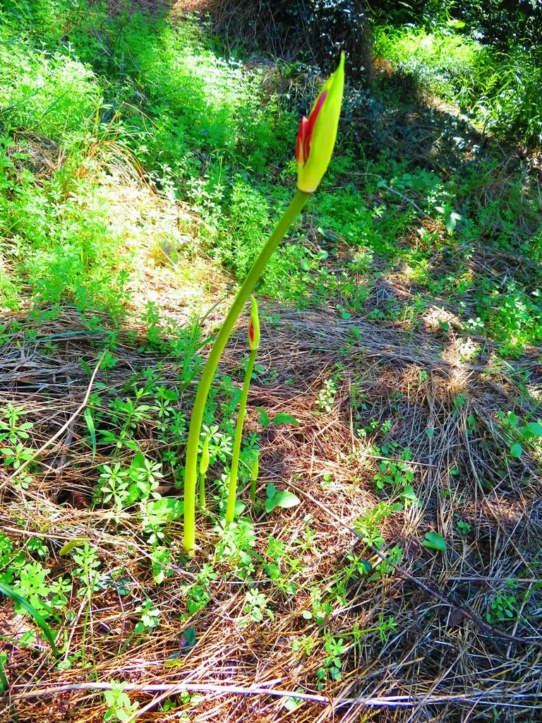 数量限定セール 専用 曼珠沙華 彼岸花 農薬不使用 100size