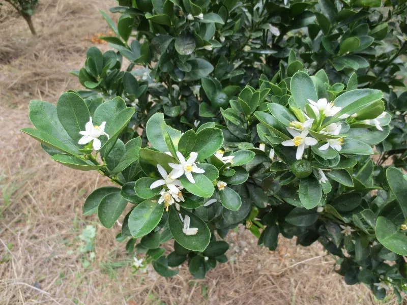長寿金柑の花が満開です 紀伊路屋長谷農園