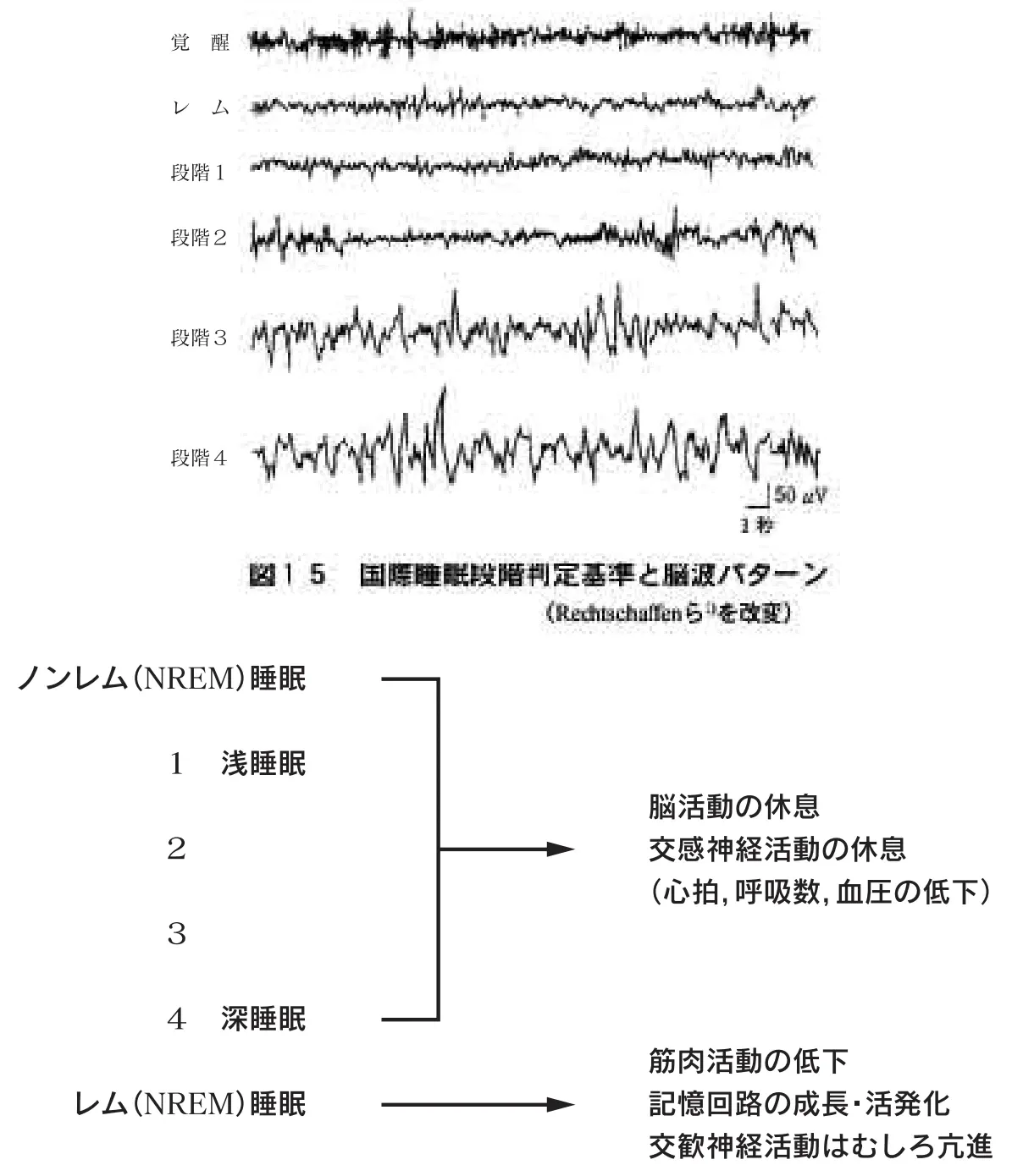睡眠時の脳内 | TechDoctor