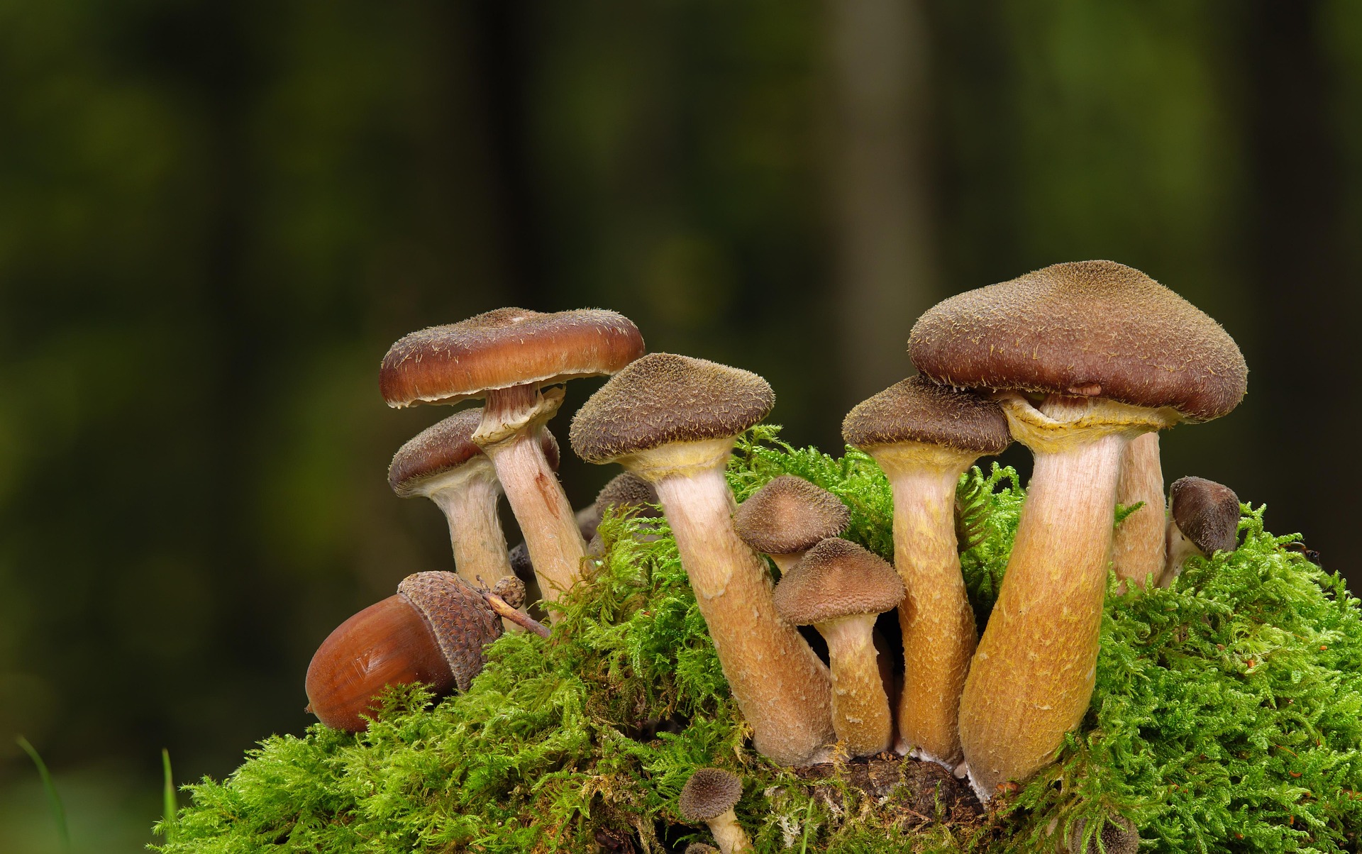 毒きのこに注意！安全に楽しむためのポイント