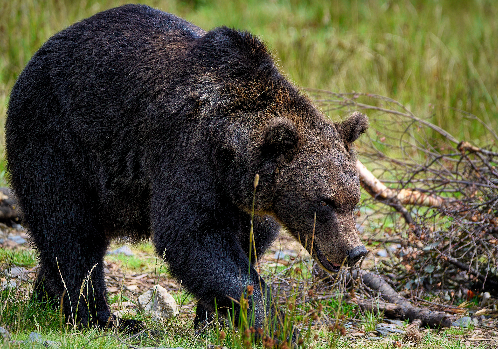 まとめ：クマ対策を万全にして、北海道の大自然を楽しもう