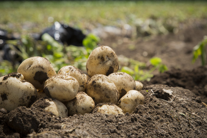 北海道美瑛ジャガイモ 掘り