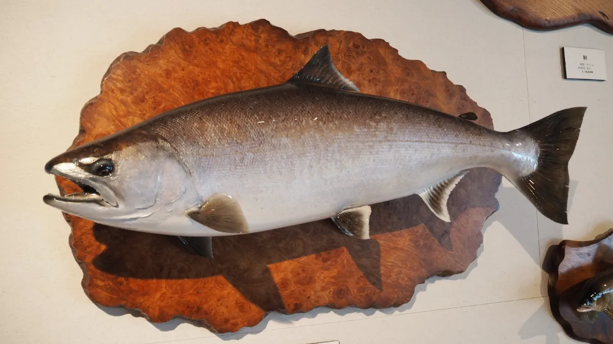 フィッシュクラフト マツモト | 市場街