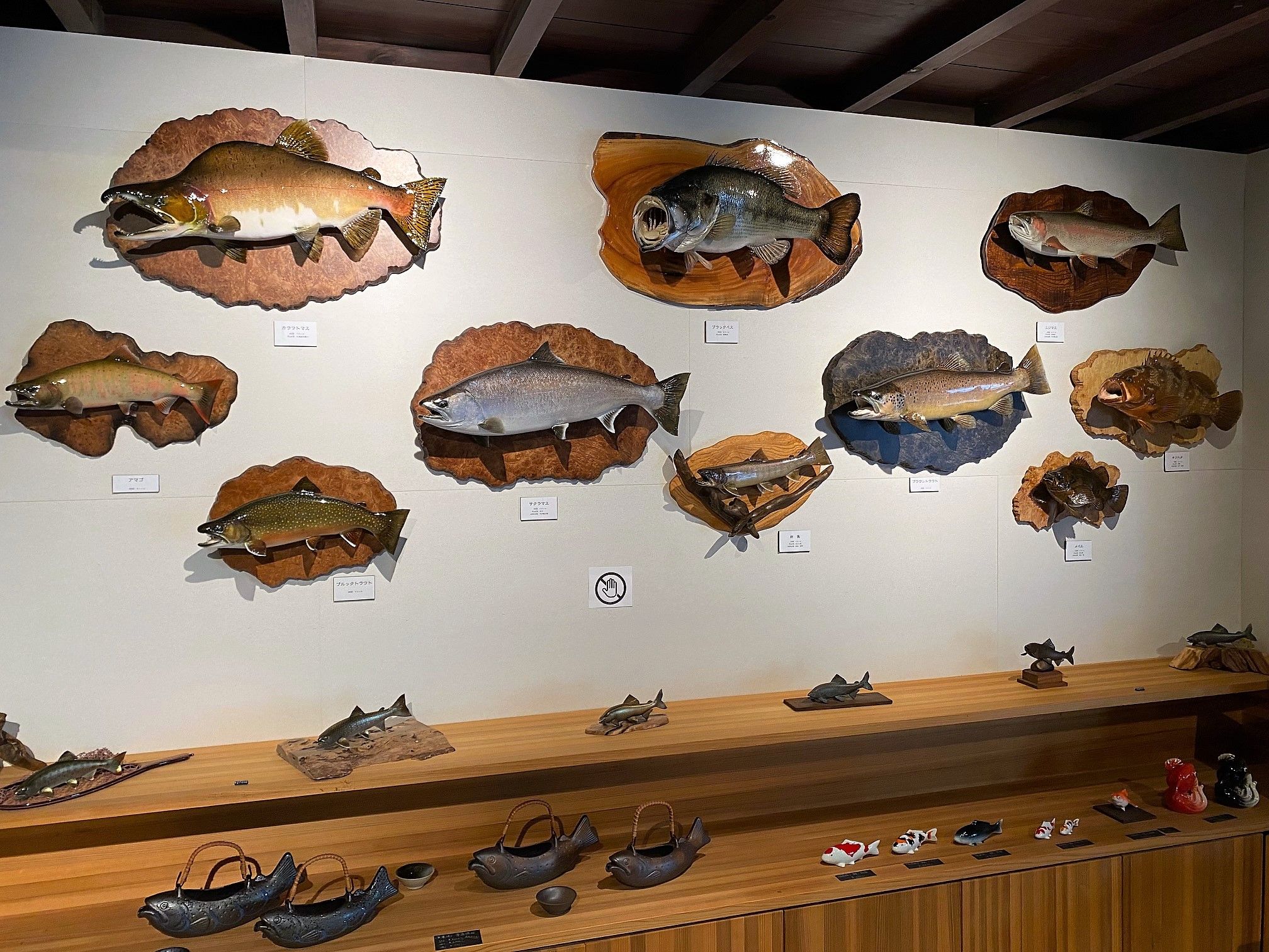 カラフトマス 剥製 Yahoo!オークション - 送料込み 魚の製