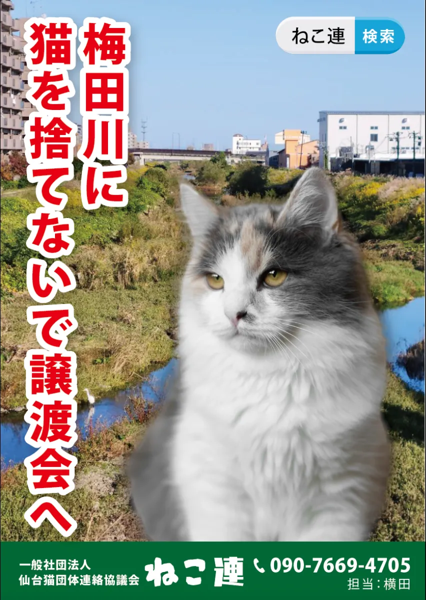 ねこ連 | 新着情報 | 「猫を捨てないで」というポスターを作成しました！