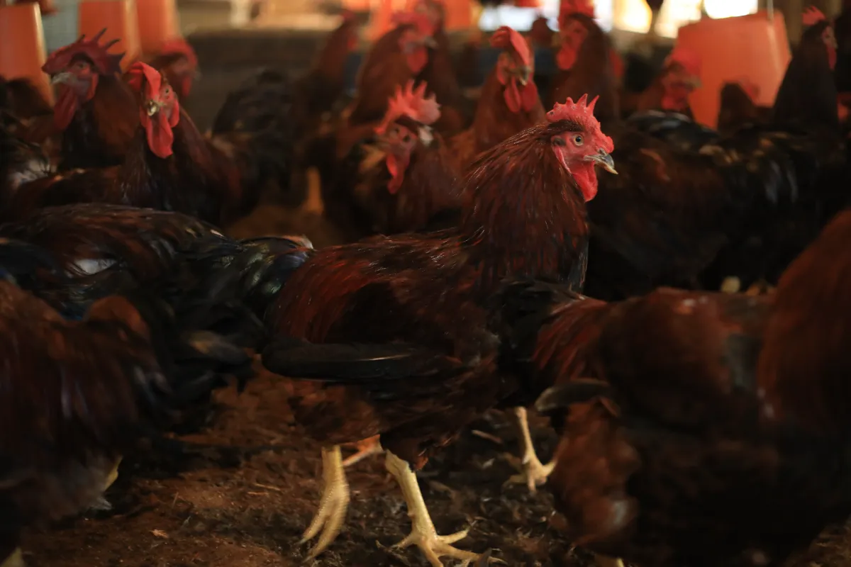 にわとり Kawasaki ZX6R 2024 Seat Height Reference for 5'3 Rider | TikTok