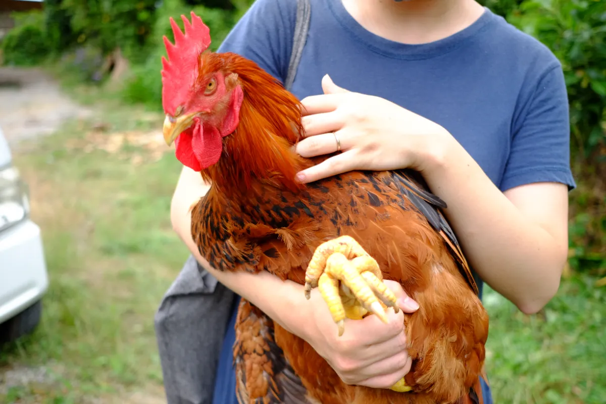 NIPPON LOCAL FOOD GIFT | 地域とつながる、おいしいおすそわけ。