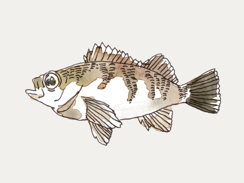 大下 宏則 ｜【公式】瀬戸内さかな